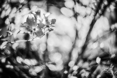 SWK905-00689-Blumenhartriegel-mit-Bokeh-sw