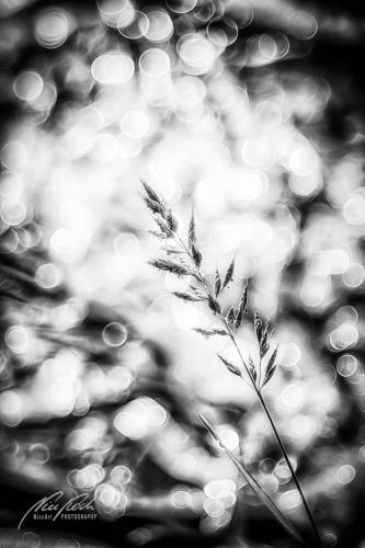 SWK905-00985-Grasrispe-mit-Bokeh-sw