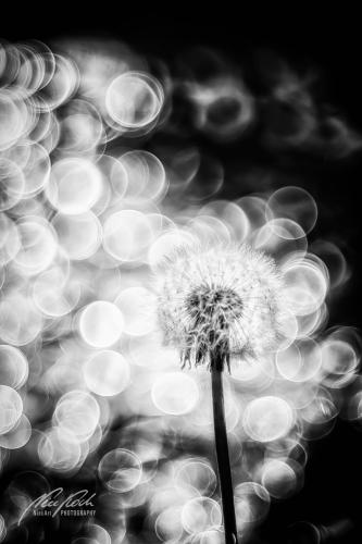 SWK905-00990-Loewenzahn-Pusteblume-mit-Bokeh-sw