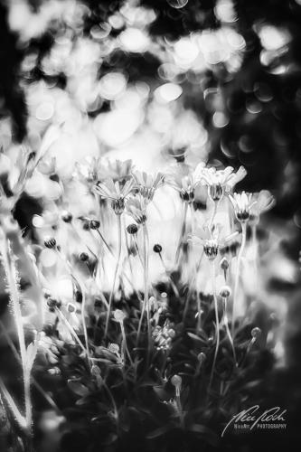 SWK906-01106-Sommerastern-in-der-Morgensonne-sw