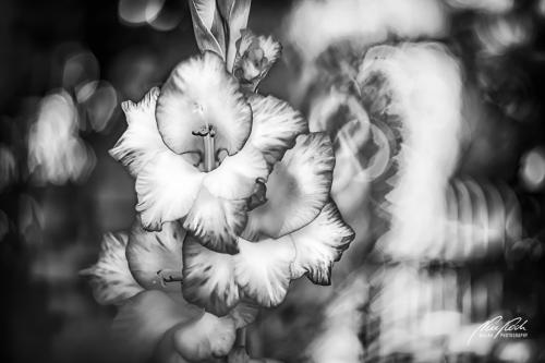 SWK907-02394-Gladiole-im-Zauberlicht-sw