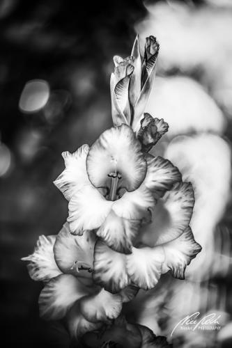 SWK907-02398-Gladiole-im-Sonnenschein-sw