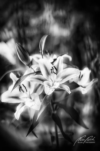 SWK909-03382-Lilienblueten-im-magischen-Licht-sw