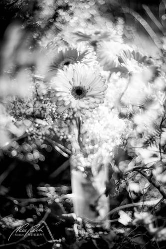 SWU003-05150-Romantischer-Blumenstrauss-im-Sonnenschein-sw