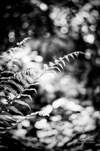 SWU005-06405-Waldfarn-im-glitzernden-Licht-sw