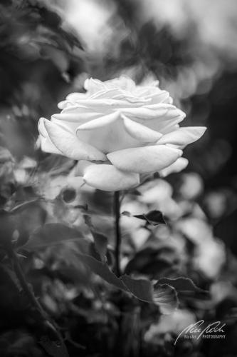 SWU006-06970-Rosenbluete-im-Zauberland-sw